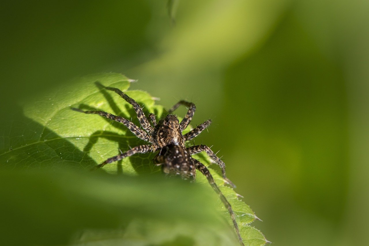 Natural Pest Control - Methods and Benefits